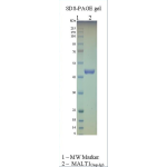 Human MALT1 (caspase-IG3)