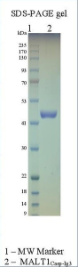 Human MALT1 (caspase-IG3)