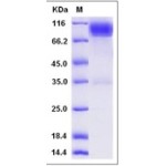 Rat CD111 / Nectin-1 / PVRL1 Protein (Fc Tag)