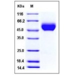 Rhesus CD155 / PVR Protein (His Tag)