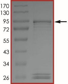 ALK (L1196M), Active