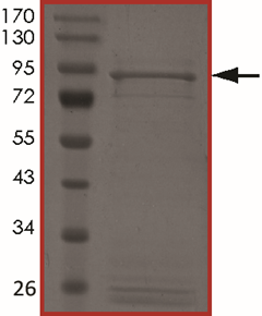 ALK (S1206R), Active