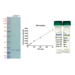 AiTEV™ Protease