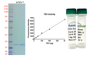 AiTEV™ Protease