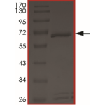 ALK3 (BMPR1A), Active