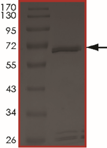 ALK3 (BMPR1A), Active