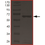 ALK3 (Q233D), Active