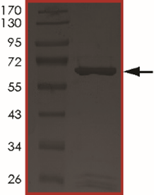 ALK3 (Q233D), Active