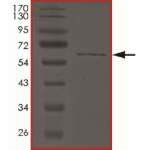 ALK3 (R486Q), Active