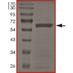 BRAF (K601E), Active