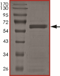BRAF (K601E), Active
