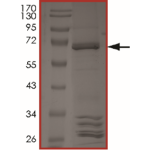 BRAF (V600D), Active