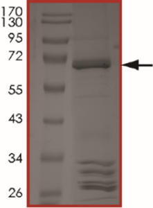 BRAF (V600D), Active