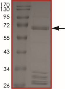 BRAF (V600K), Active
