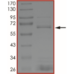 BRAF (V600A), Active