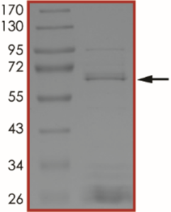 BRAF (V600A), Active