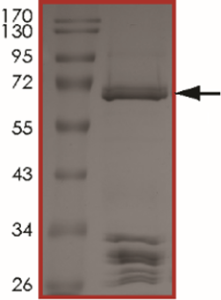 BRAF (G469A), Active