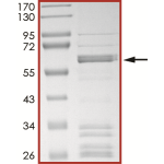 BRAF (V600E), Active