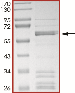 BRAF (V600E), Active