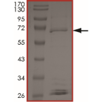 BRAF (L597V), Active