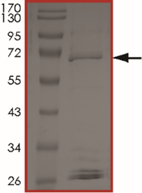 BRAF (L597V), Active
