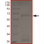 BRAF (G464V), Active