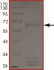 BRAF (G464V), Active