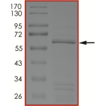 BRAF (D594E) Protein