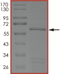 BRAF (D594E) Protein