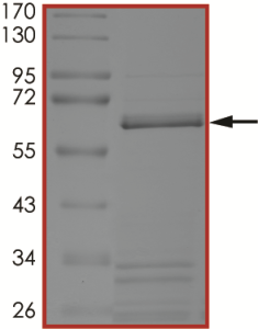 BRAF (D594G) Protein