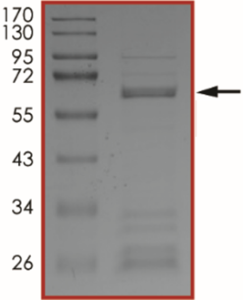 BRAF (T599_V600insT), Active