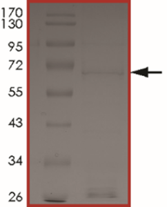 BRAF (R506_K507insVLR), Active