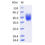 Recombinant Human CD80