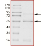 CDK1/CyclinA1, Active