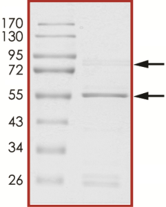 CDK1/CyclinA1, Active