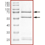 CDK1/CyclinE1, Active