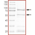 CDK1/CyclinA2, Active