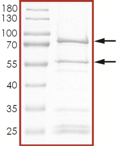 CDK1/CyclinA2, Active