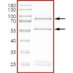 CDK1/CyclinB1, Active