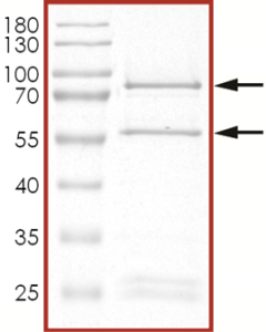 CDK1/CyclinB1, Active