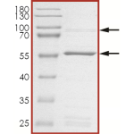 CDK2/CyclinA1, Active