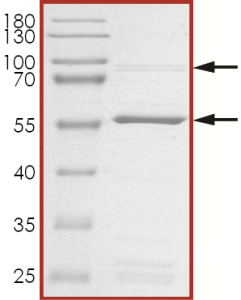 CDK2/CyclinA1, Active