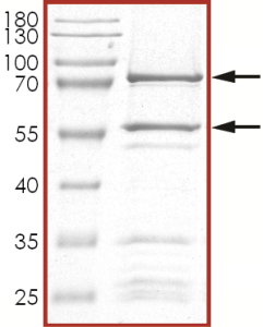 CDK2/CyclinA2, Active