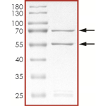 CDK2/CyclinE1, Active