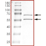 CDK2/CyclinO, Active