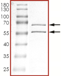 CDK2/CyclinO, Active