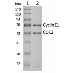 GST-CDK2: GST-CyclinE1 