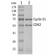 GST-CDK2: GST-CyclinE1 