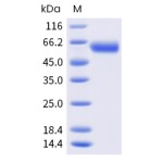 Recombinant Human CD137