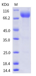 Recombinant Human CD155 